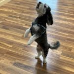 LotsAPaws Barkery and Boutique